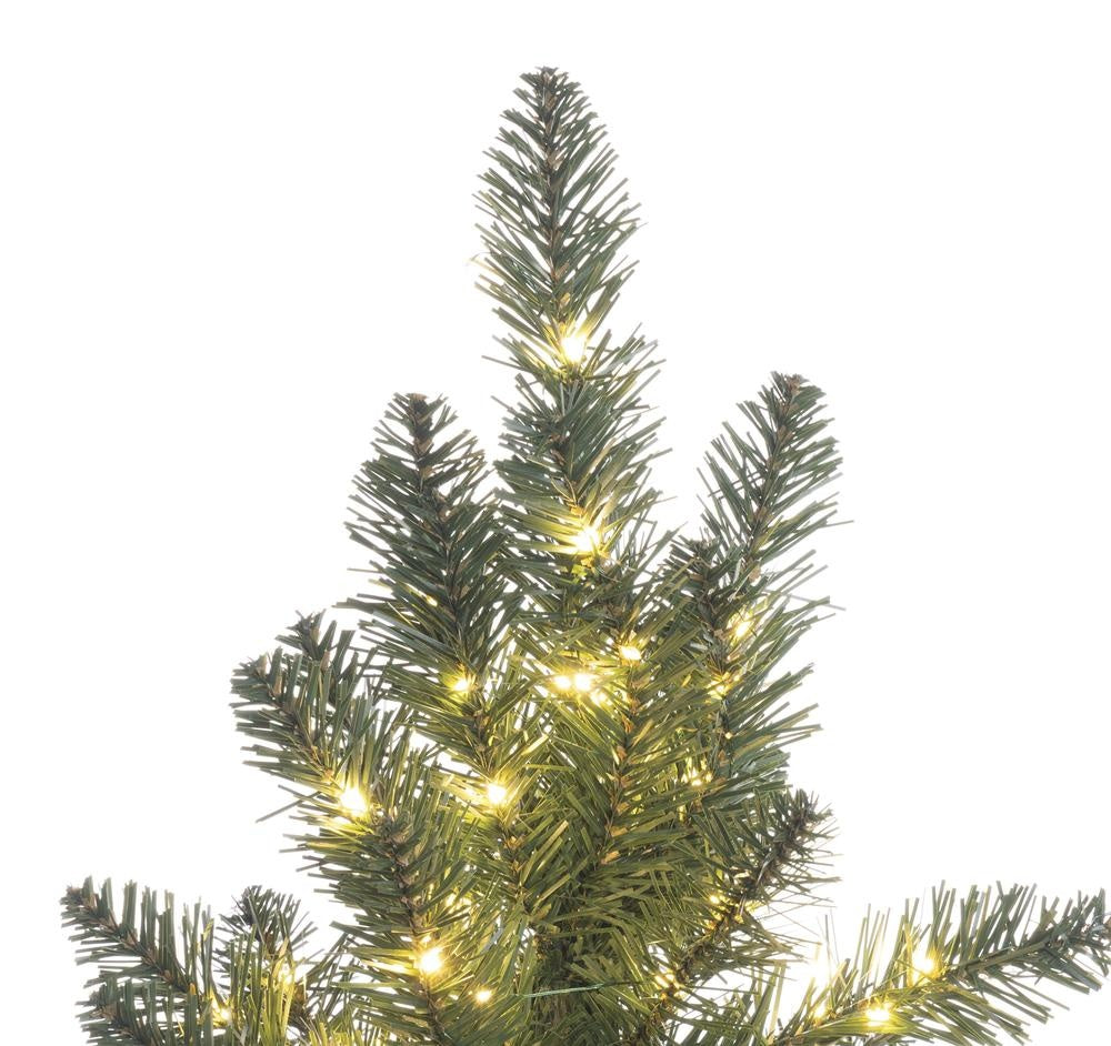 This is an up close view of the top of one of the trees.