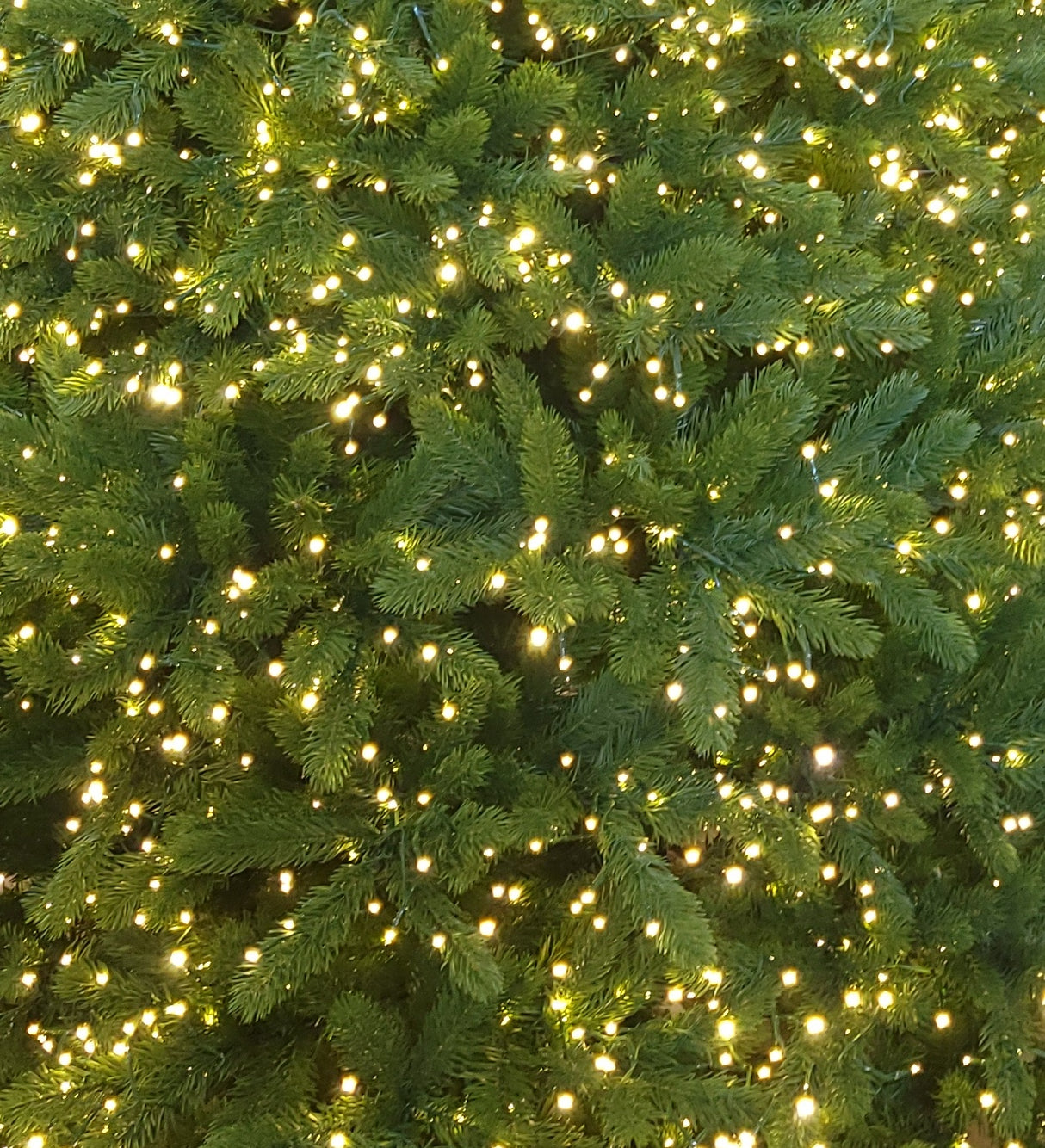 This is an up close view of the branches and the light bulbs.