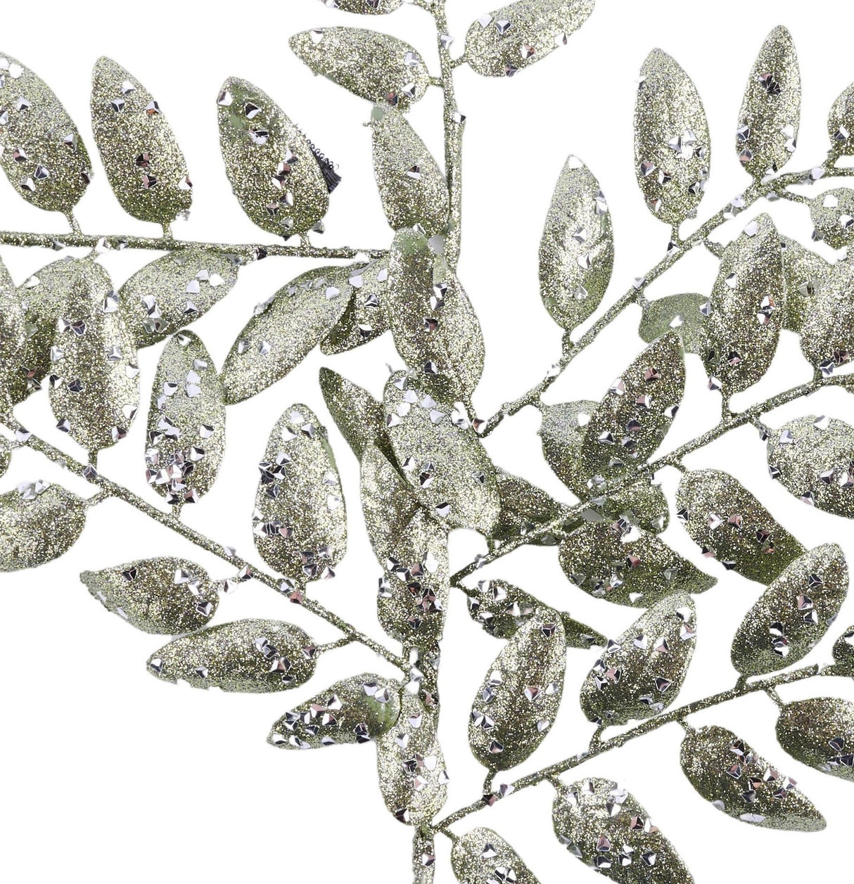 This is an up close view of the dark sage green leaves.