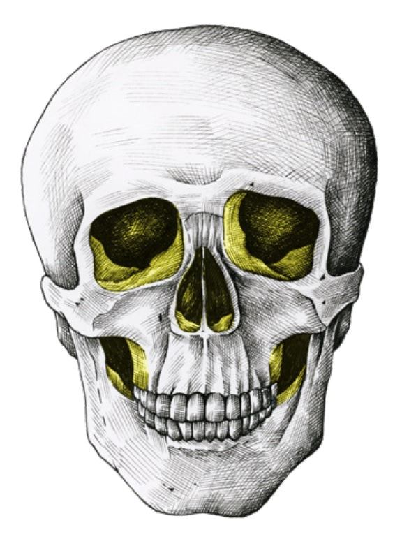 Pre-Lit Shimmer Skull Halloween Silhouette Decoration