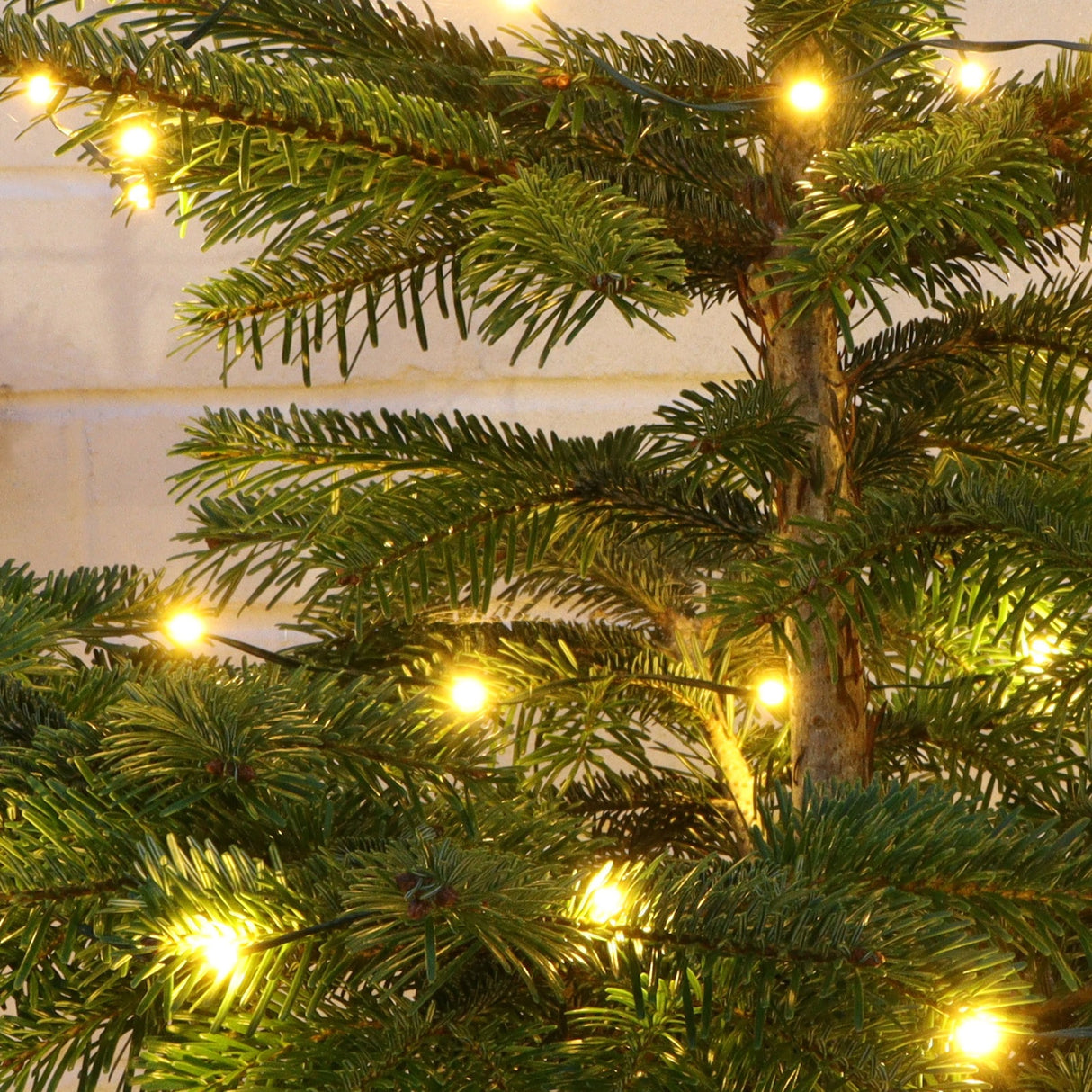 Set of 100 Battery-Operated Ribbon Lights