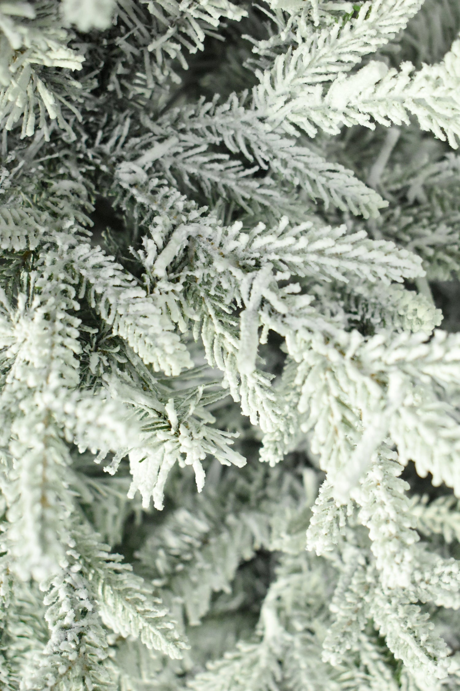 This is an up close view of the flocked branch tips.