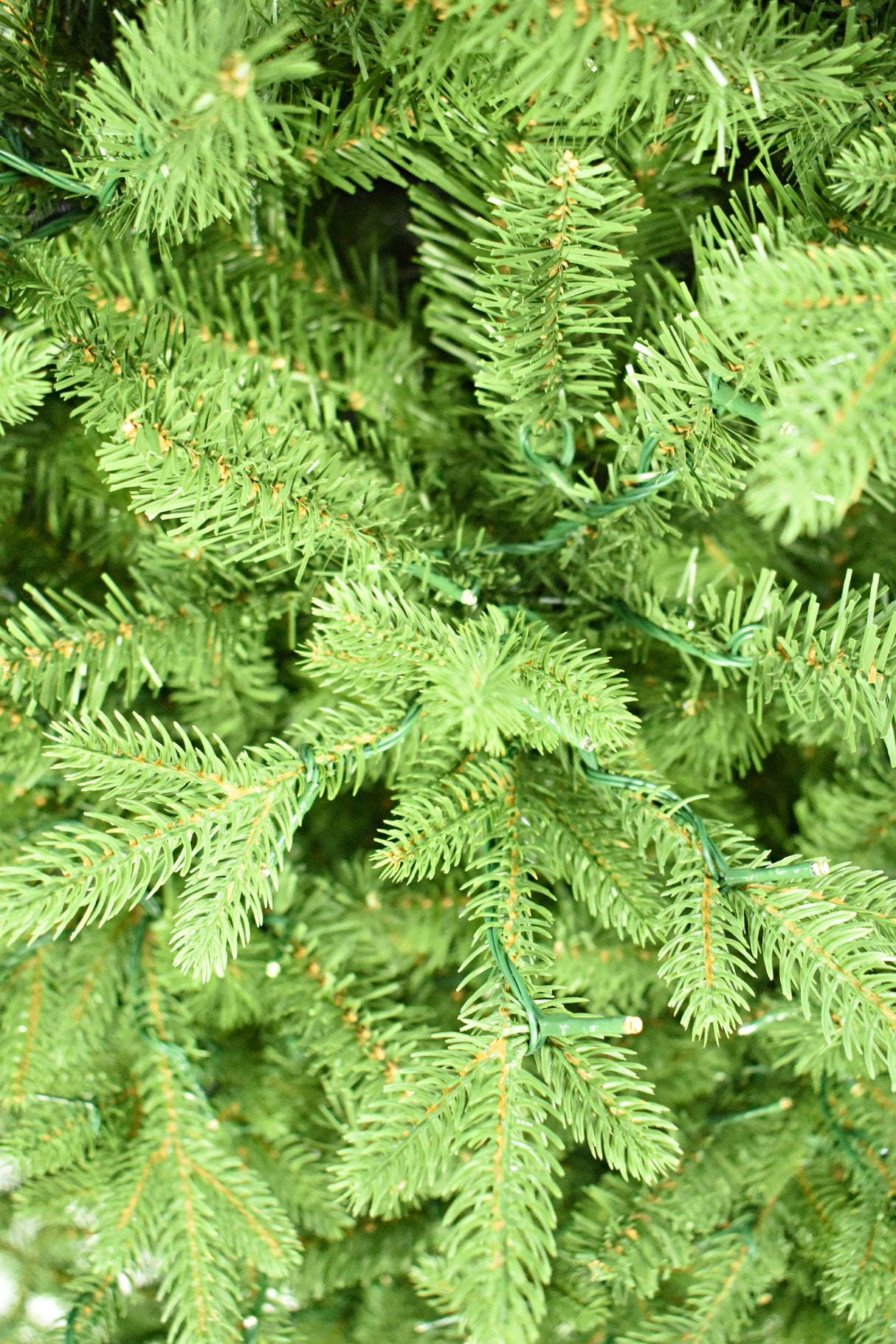 This is an up close view of the tree branches and the lights.