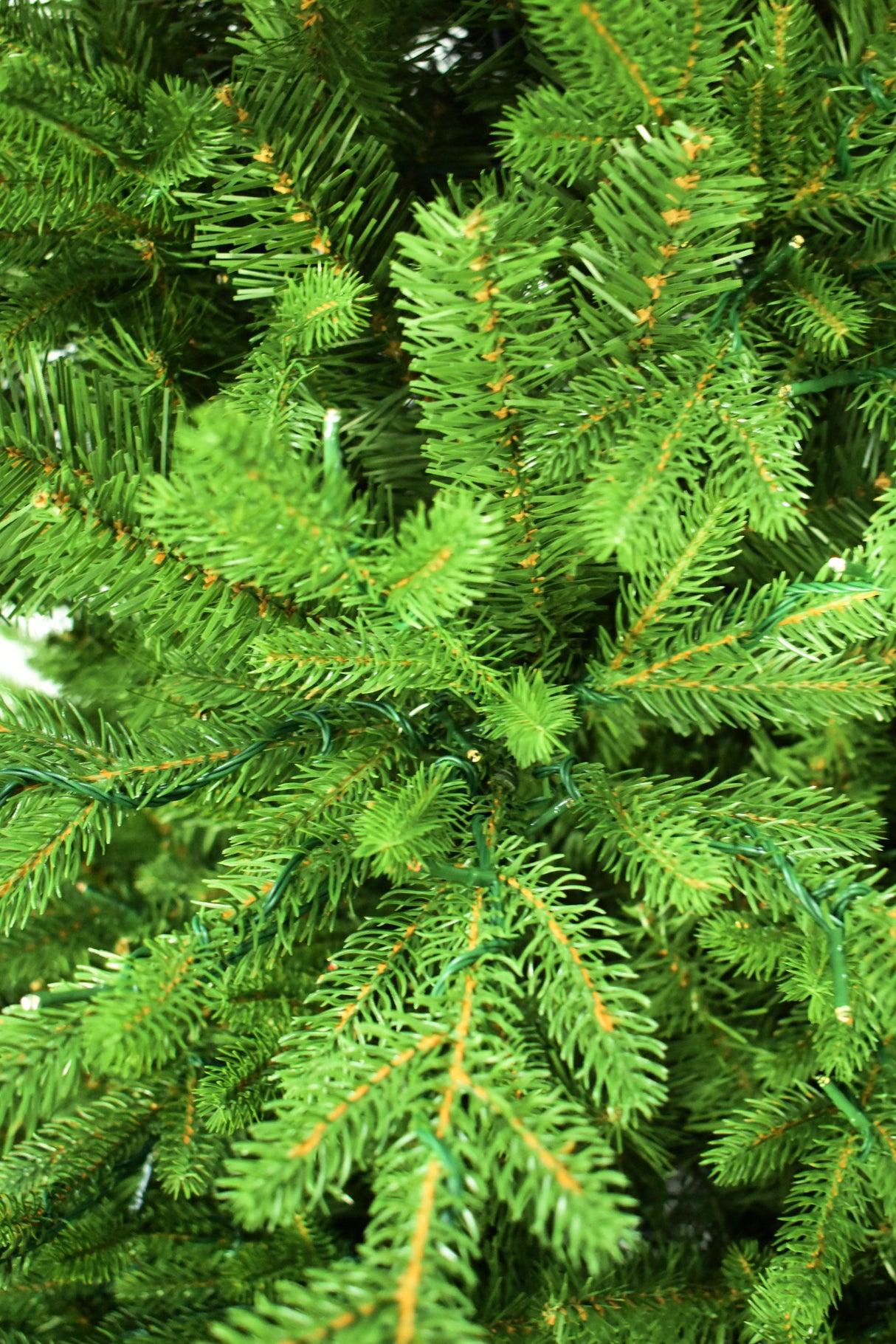 This is an up close view of the branch tips and the light bulbs.