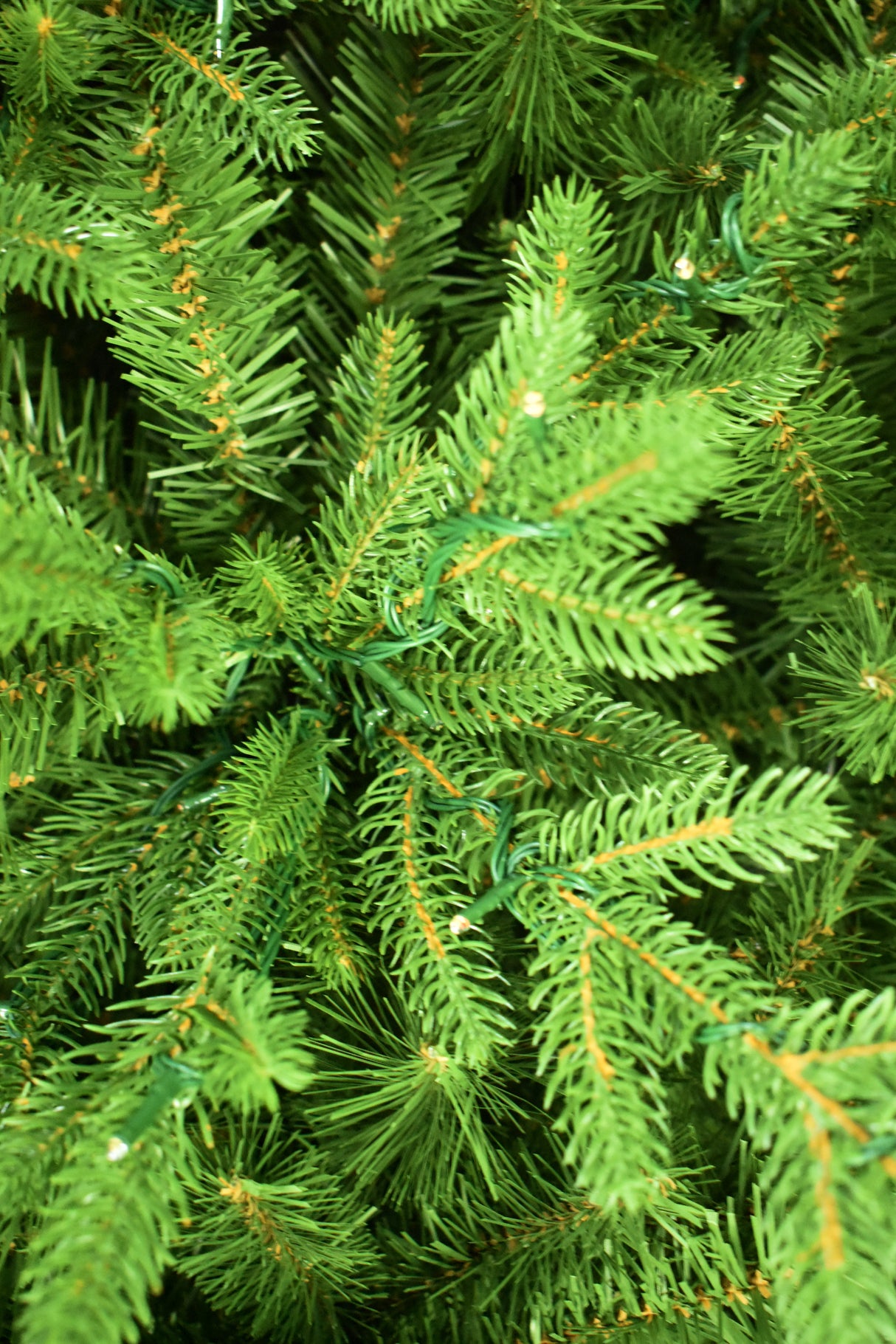 This is an up close view of the branch tips and the light bulbs.