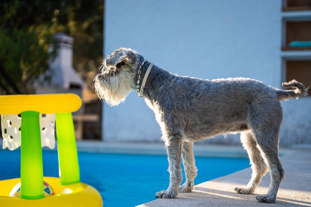 Yellow and green floating basketball hoop.