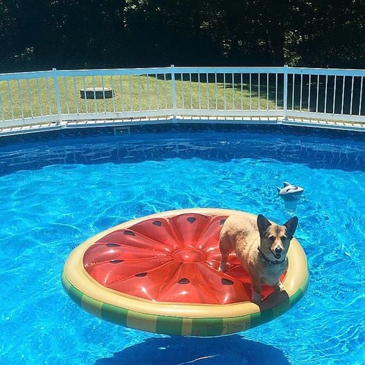 This is a lifestyle image showing a little corgi dog standing on the watermelon float in the middle of a pool.