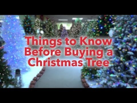 Things to know Before Buying a Christmas Tree