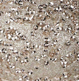 Taupe colored glittery ornament.