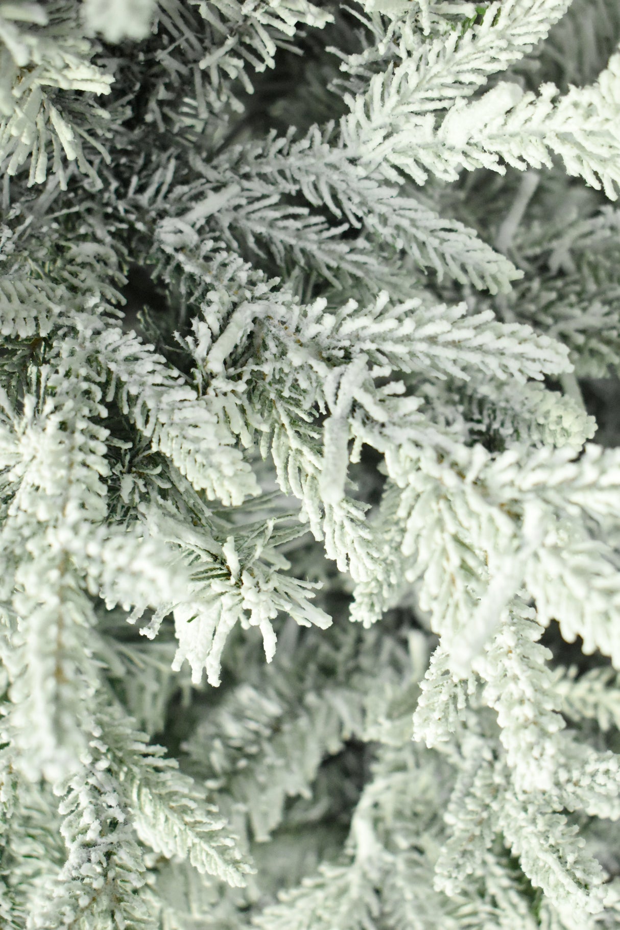 This is an up close view of the flocked branch tips.