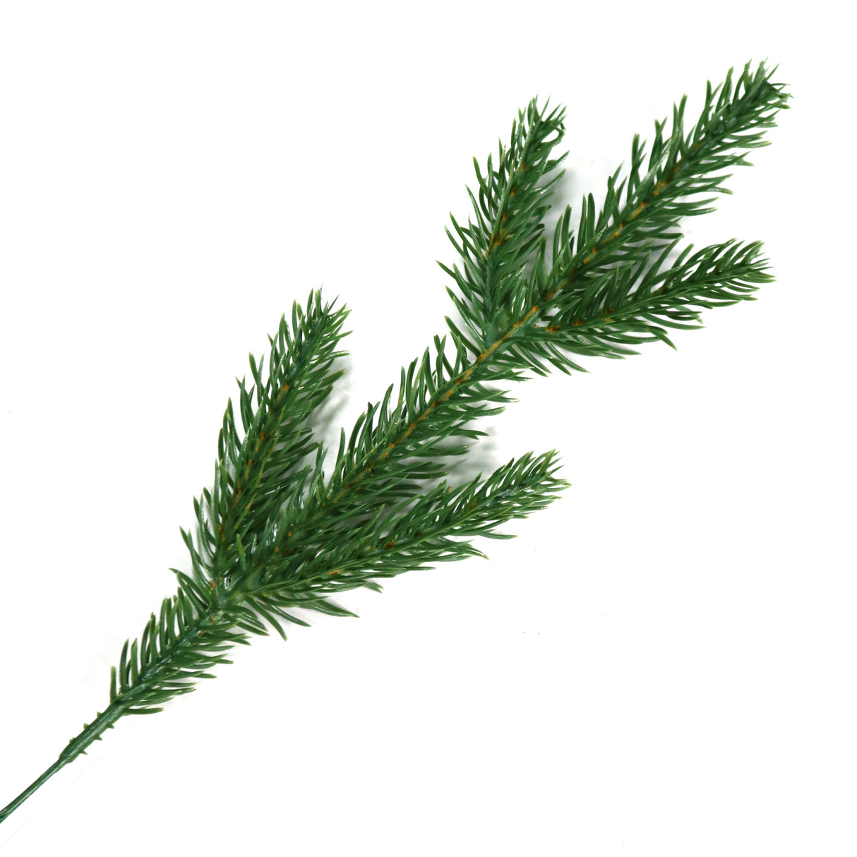 This image is an up close view of one of the tree branches.