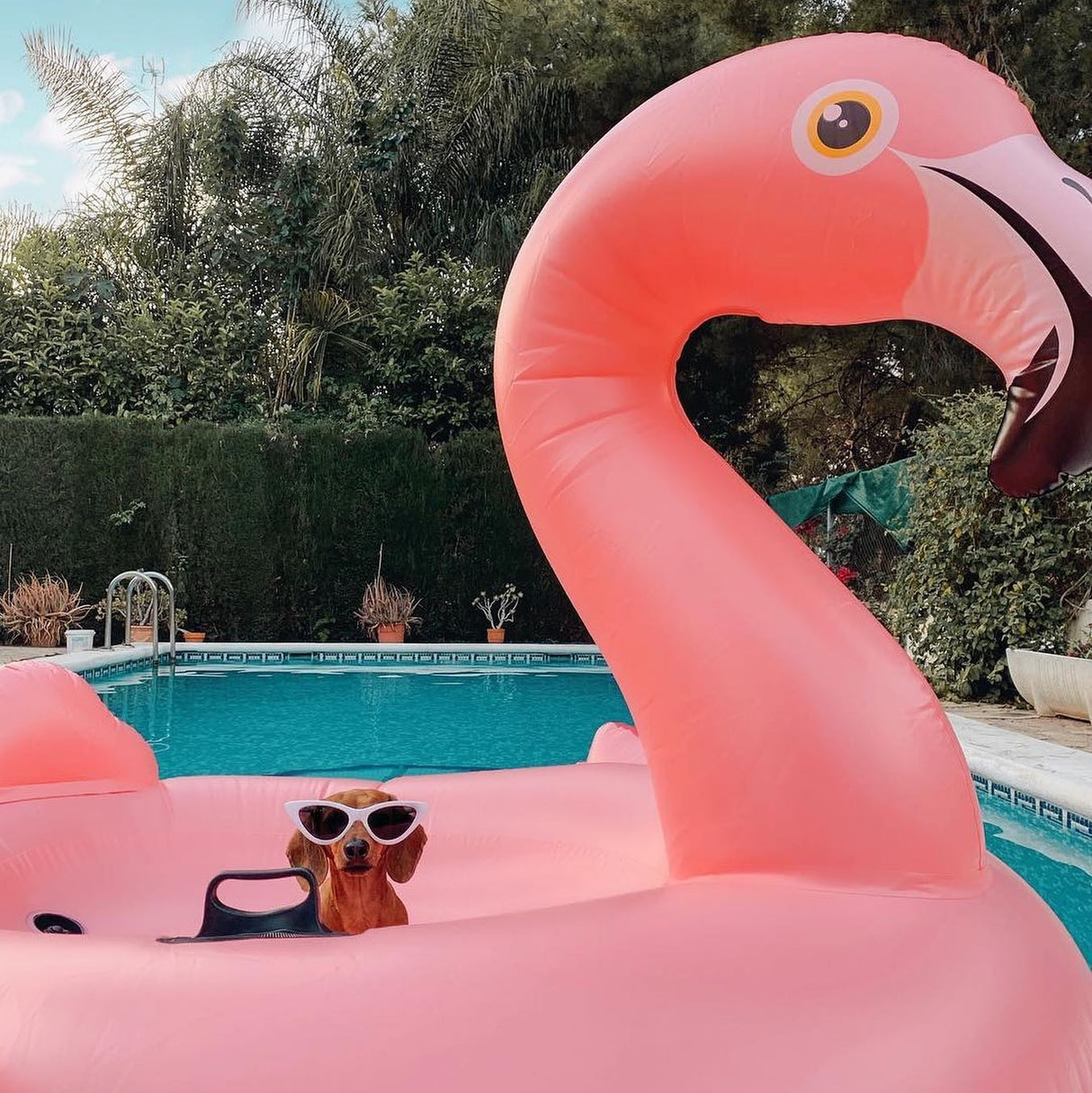 This is a lifestyle image showing a dachshund dog wearing sunglasses sitting on the flamingo float in a pool. 