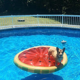 This is a lifestyle image showing a little corgi dog standing on the watermelon float in the middle of a pool.